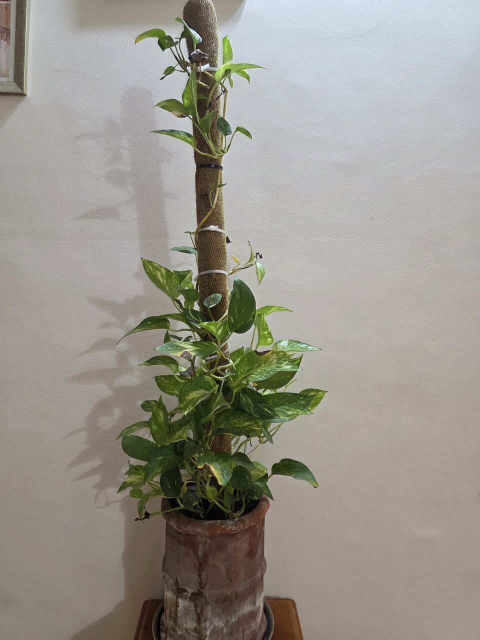 Adliya, Farm & Garden, BHD 10,  Money Plant