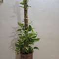 BHD 10, Money Plant