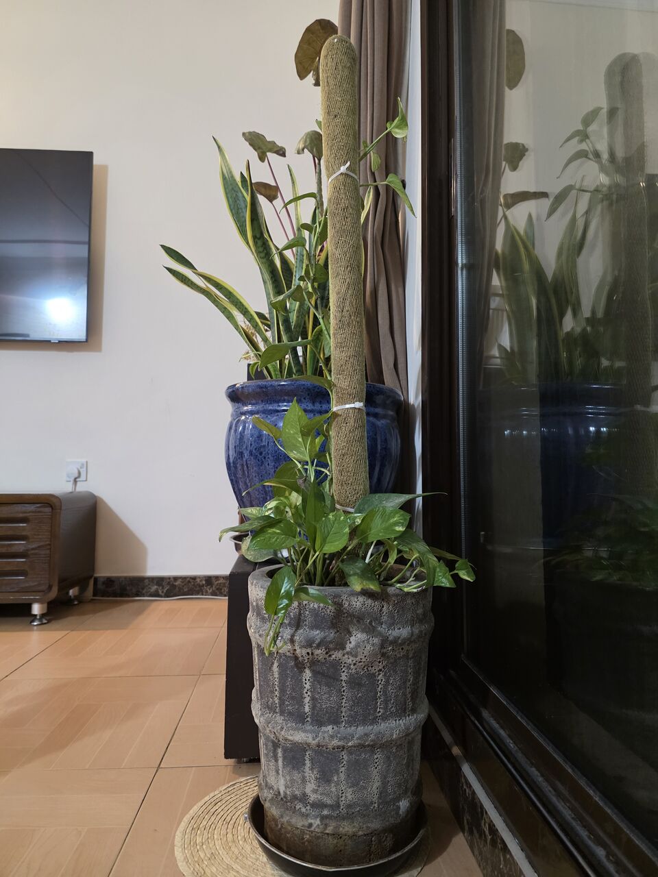 Adliya, Farm & Garden, BHD 10,  Money Plant