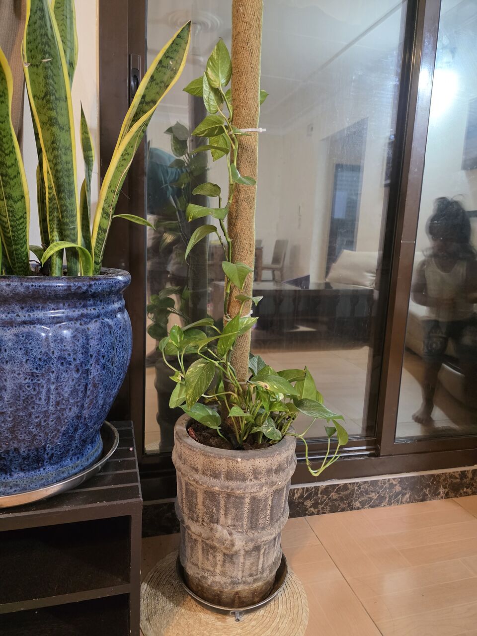 Adliya, Farm & Garden, BHD 10,  Money Plant