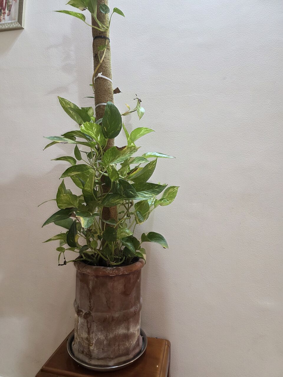 Adliya, Farm & Garden, BHD 10,  Money Plant