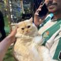 Cat For Free Adoption