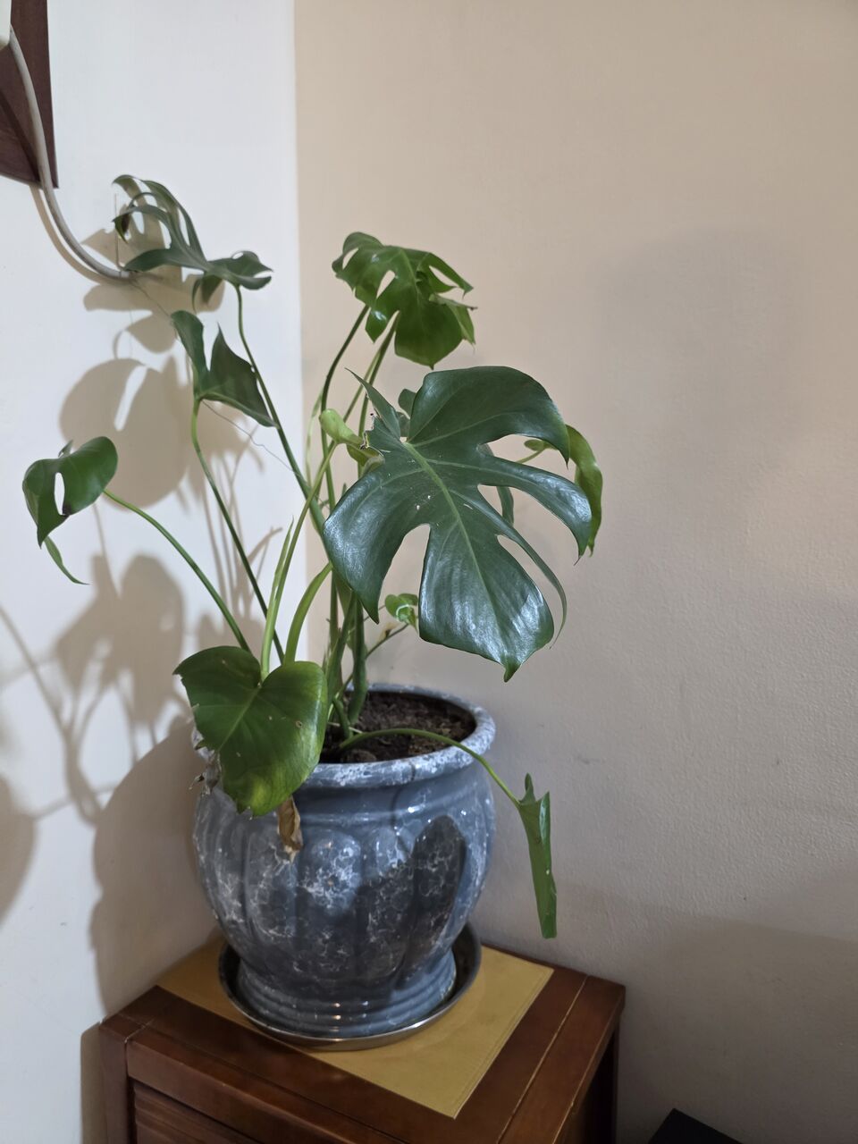 Adliya, Farm & Garden, BHD 10,  Monstera Plant And Pot