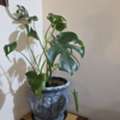 BHD 10, Monstera Plant And Pot