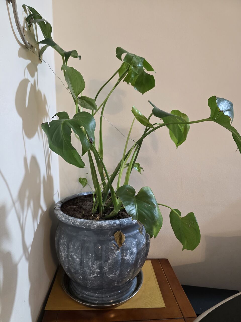 Adliya, Farm & Garden, BHD 10,  Monstera Plant And Pot