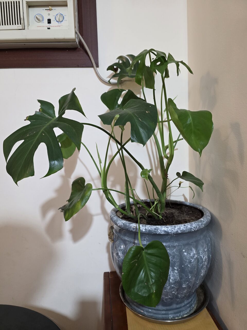 Adliya, Farm & Garden, BHD 10,  Monstera Plant And Pot