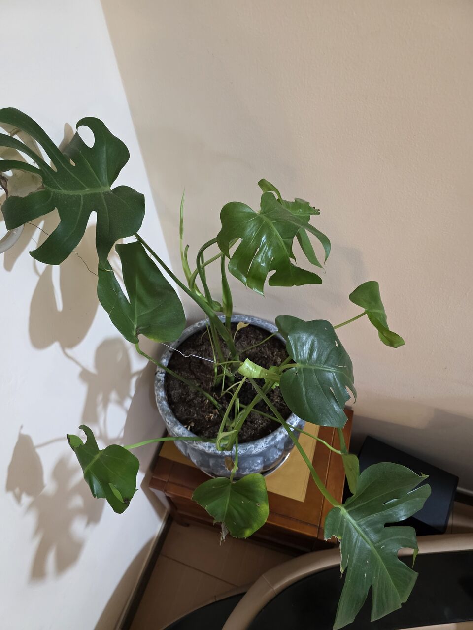Adliya, Farm & Garden, BHD 10,  Monstera Plant And Pot