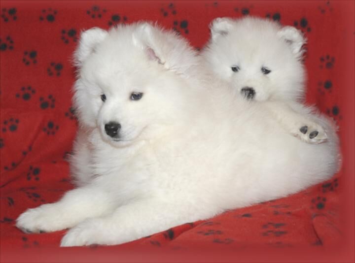 New York, Pet Supplies, AKC Samoyed Puppies In Illinois For Loving Families