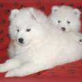 AKC Samoyed Puppies In Illinois For Loving Families