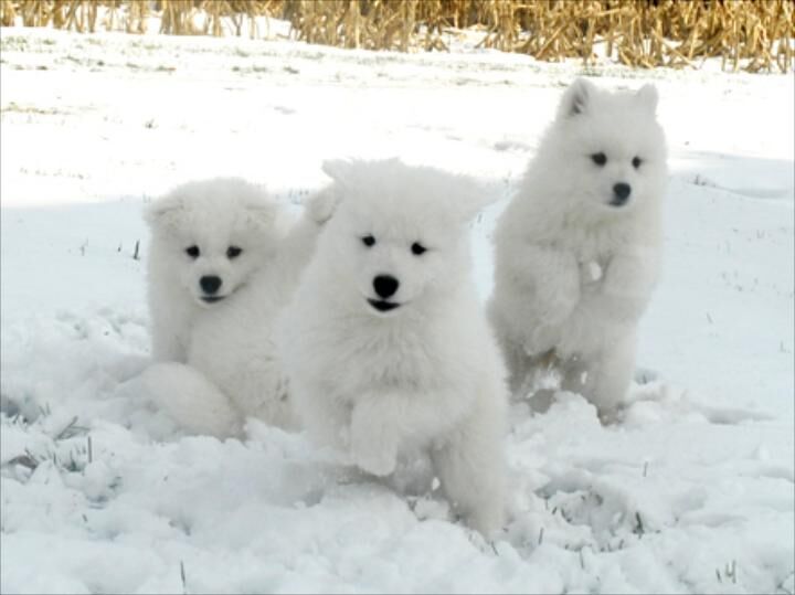 New York, Pet Supplies, Find Your Perfect Samoyed Dog Companion In Illinois Today