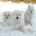 Find Your Perfect Samoyed Dog Companion In Illinois Today