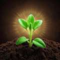 Plant Growth Promoters For Agricultural Applications