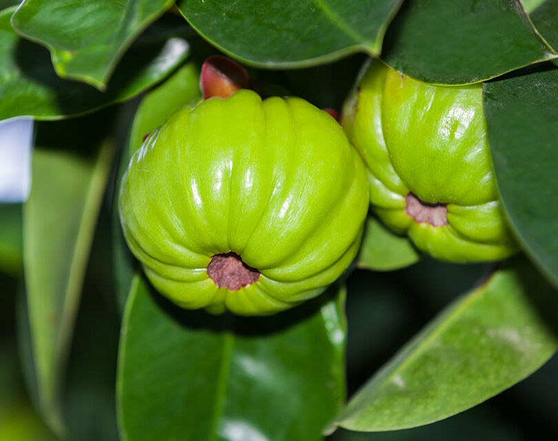 Mumbai, Health & Beauty Items, Best Garcinia Cambogia Extract Manufacturers In India
