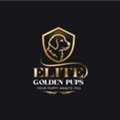 Golden Retriever Pups In Queens - Elite Golden Pups