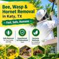 Bee, Wasp & Hornet Removal In Katy, TX &mdash; Fast, Safe, Humane