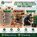 What Happens When You Ignore A Minor Pest Problem For Too Long?