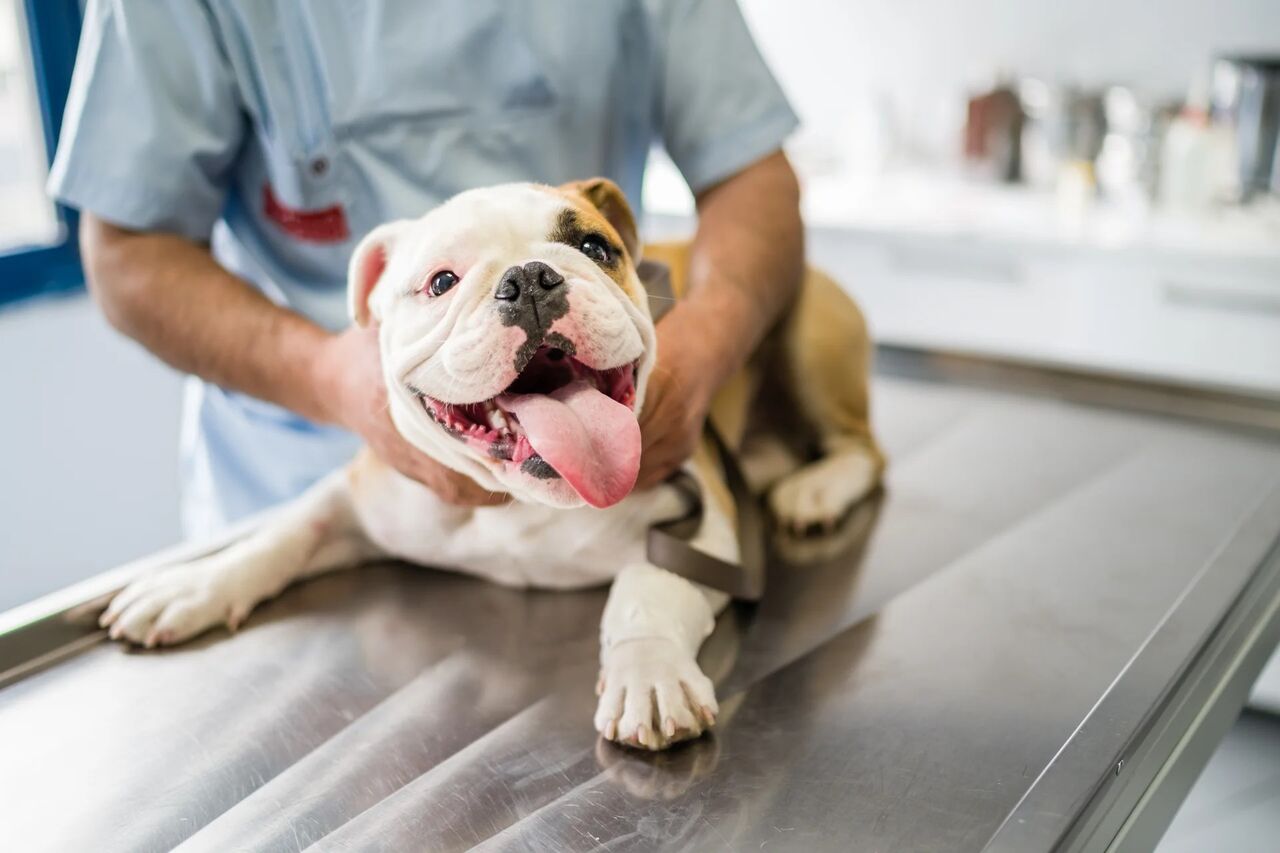 New York, Job Seekers, Animal Medical Center San Rafael