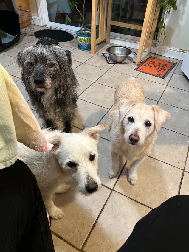 New York, Job Seekers, Animal Medical Center San Rafael