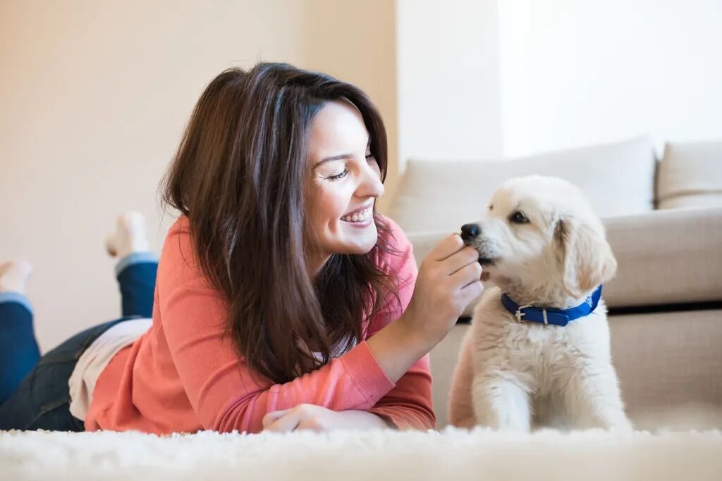 New York, Job Seekers, Animal Medical Center San Rafael