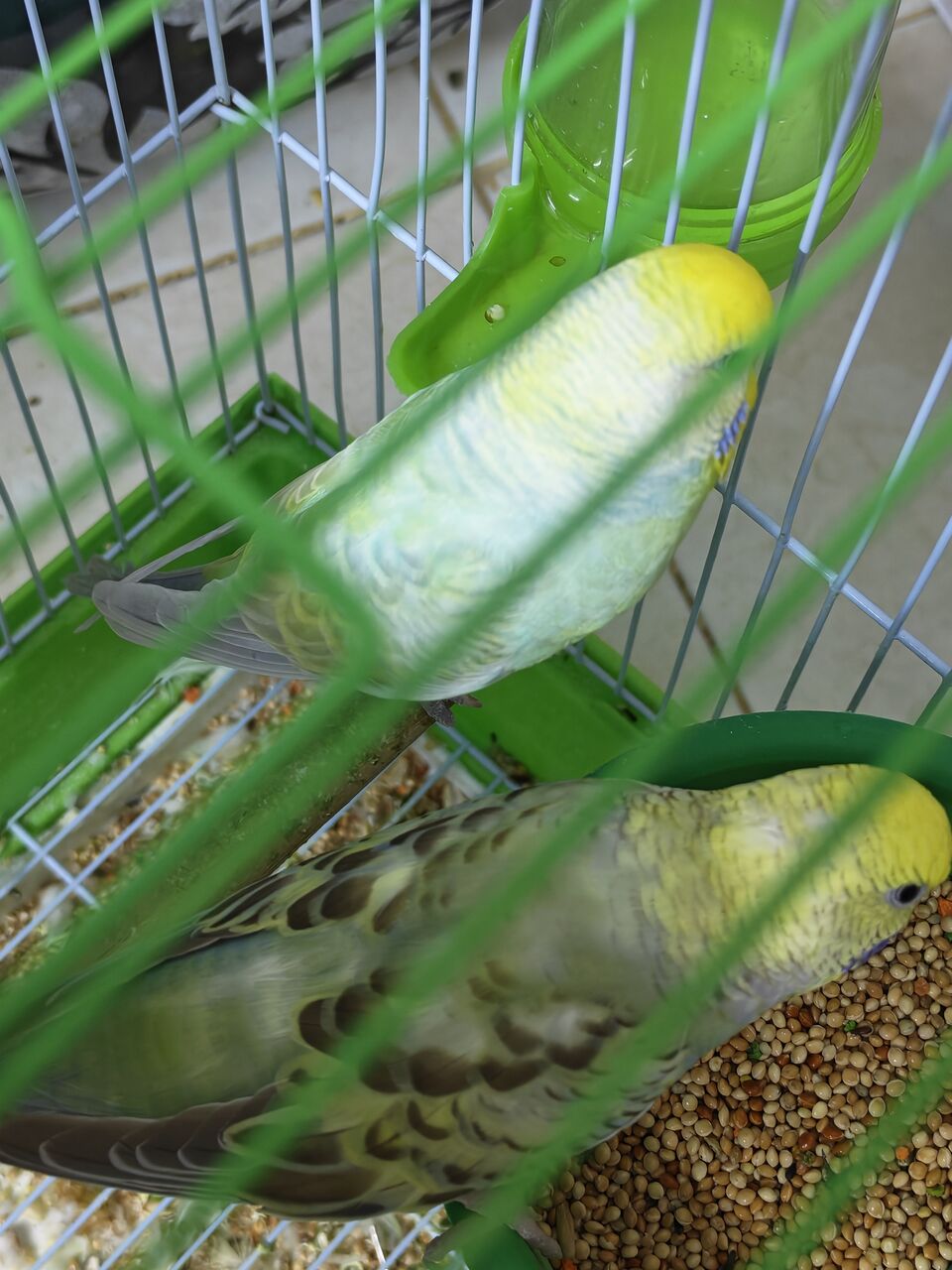 Riyadh, Pet Supplies, SAR 150,  Budgie Birds