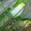 SAR 150,  Budgie Birds