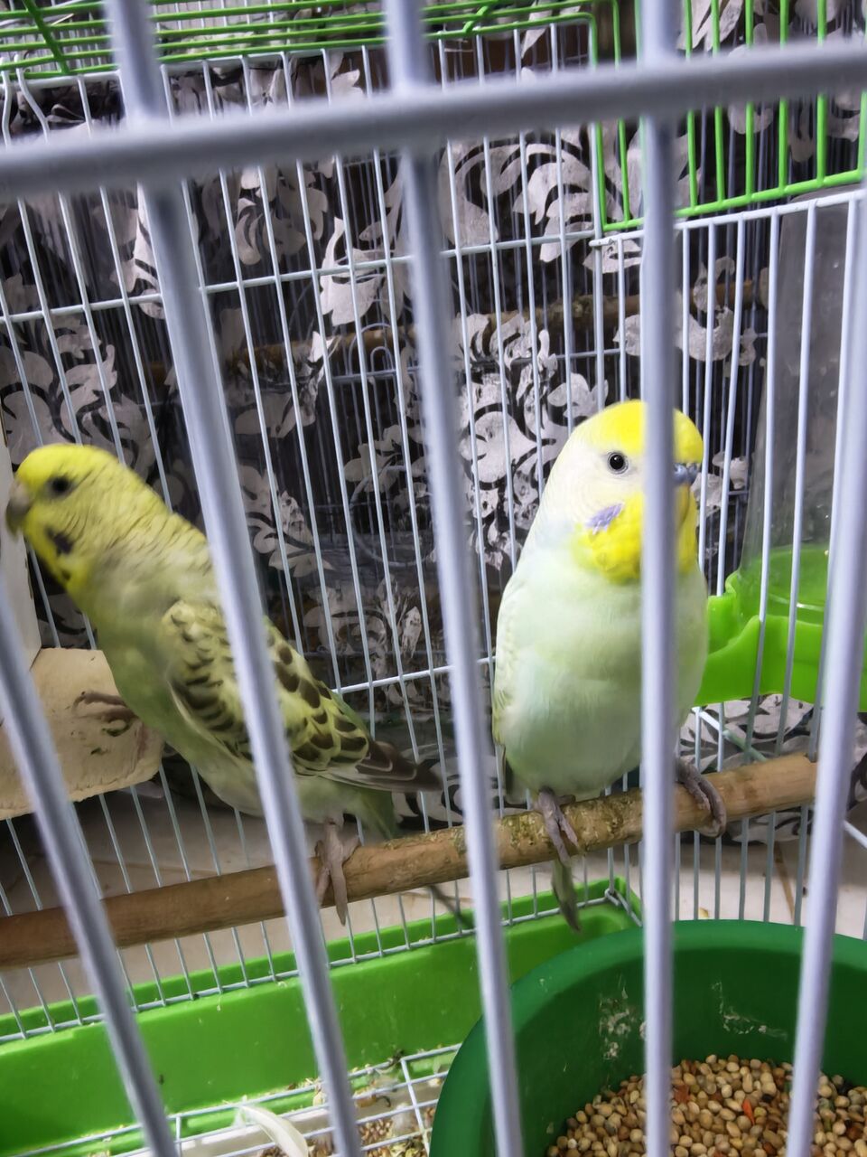 Riyadh, Pet Supplies, SAR 150,  Budgie Birds