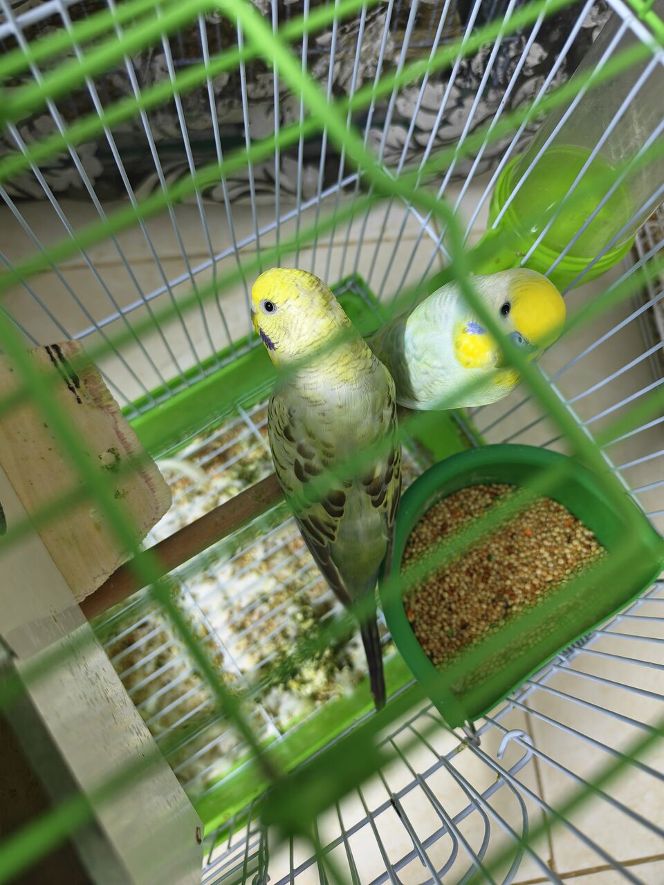 Riyadh, Pet Supplies, SAR 150,  Budgie Birds
