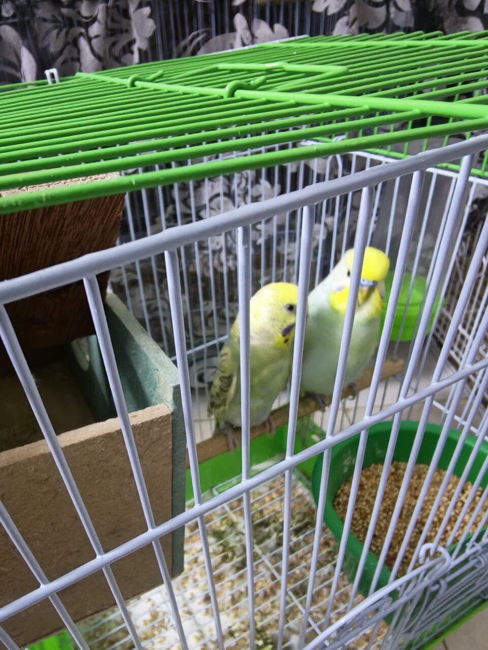 Riyadh, Pet Supplies, SAR 150,  Budgie Birds