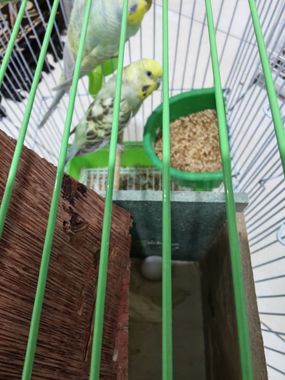 Riyadh, Pet Supplies, SAR 150,  Budgie Birds