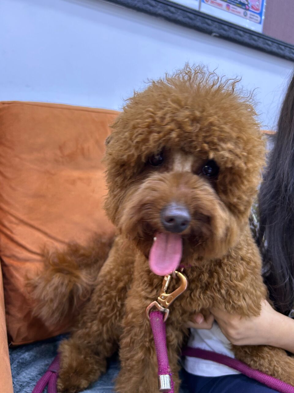 Manama, Pet Supplies, BHD 300,  Red Poodle Dog