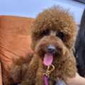 BHD 300, Red Poodle Dog