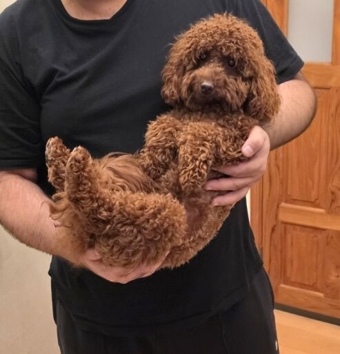 Manama, Pet Supplies, BHD 300,  Red Poodle Dog