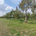 THB 104400000,  6 BR,  34800 Sq. Feet,  ขายสวนทุเรียน 87 ไร่เศษ ทำเลดี พร้อ