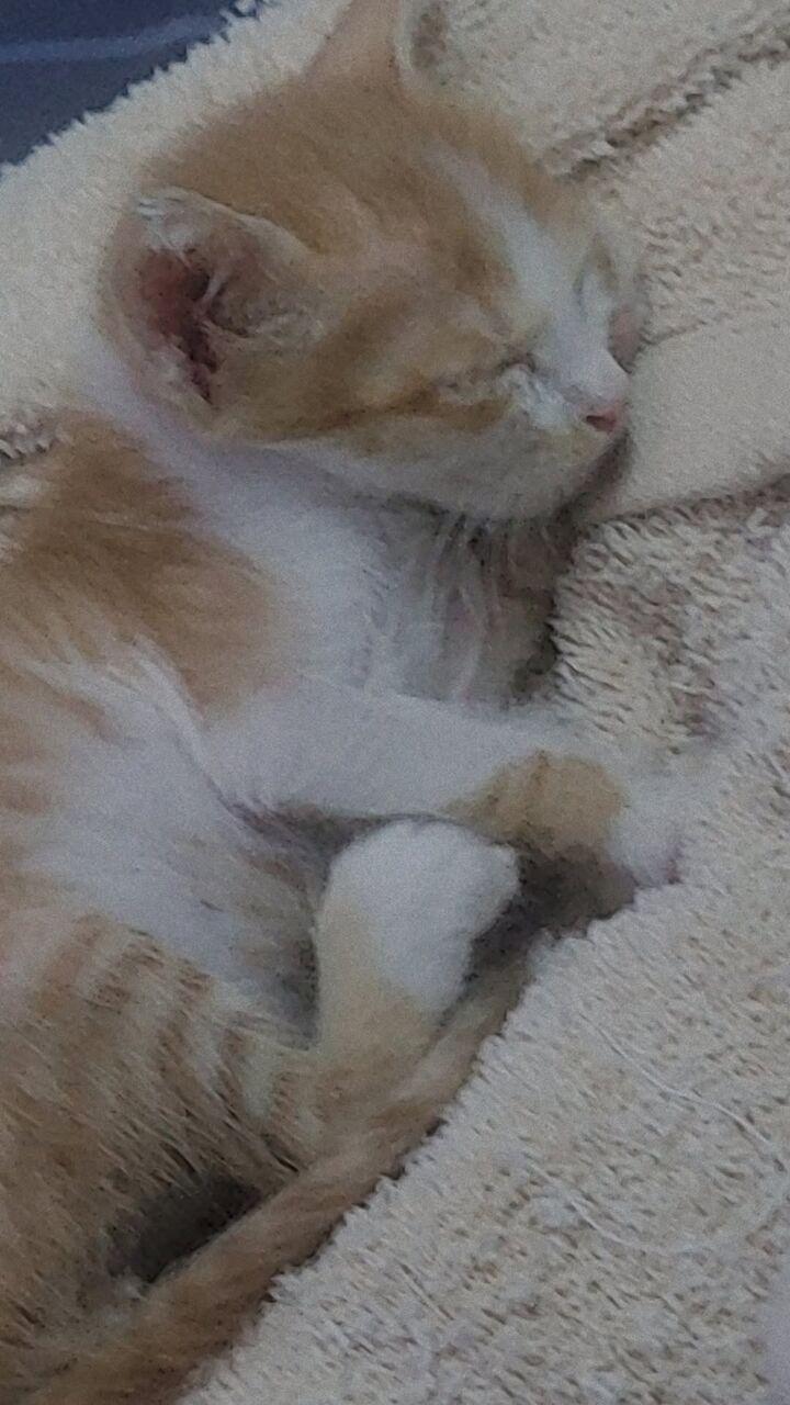 Al Nahda, Pet Adoption, Adorable, Orange Fur Baby To Steal Your Heart, Needs A Nice Home