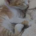 Adorable, Orange Fur Baby To Steal Your Heart, Needs A Nice Home