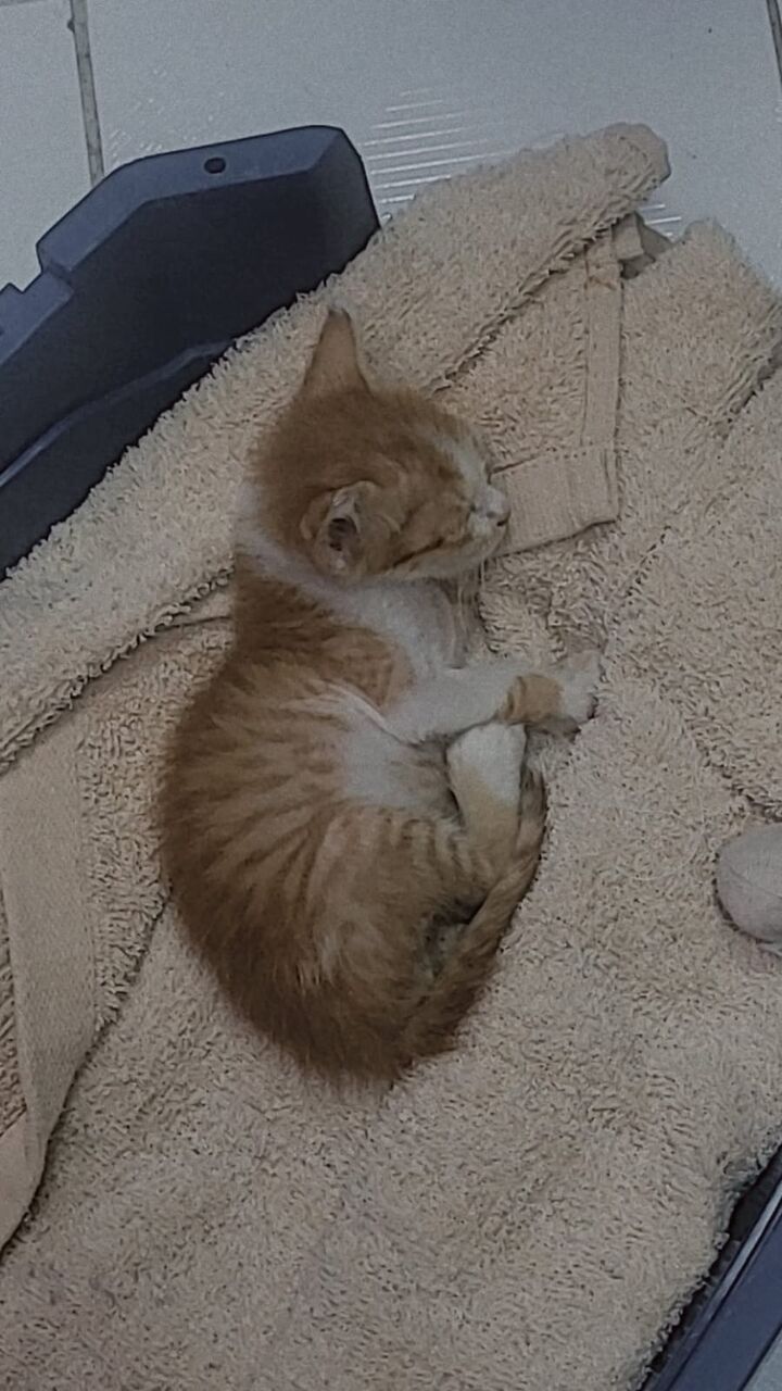 Al Nahda, Pet Adoption, Adorable, Orange Fur Baby To Steal Your Heart, Needs A Nice Home