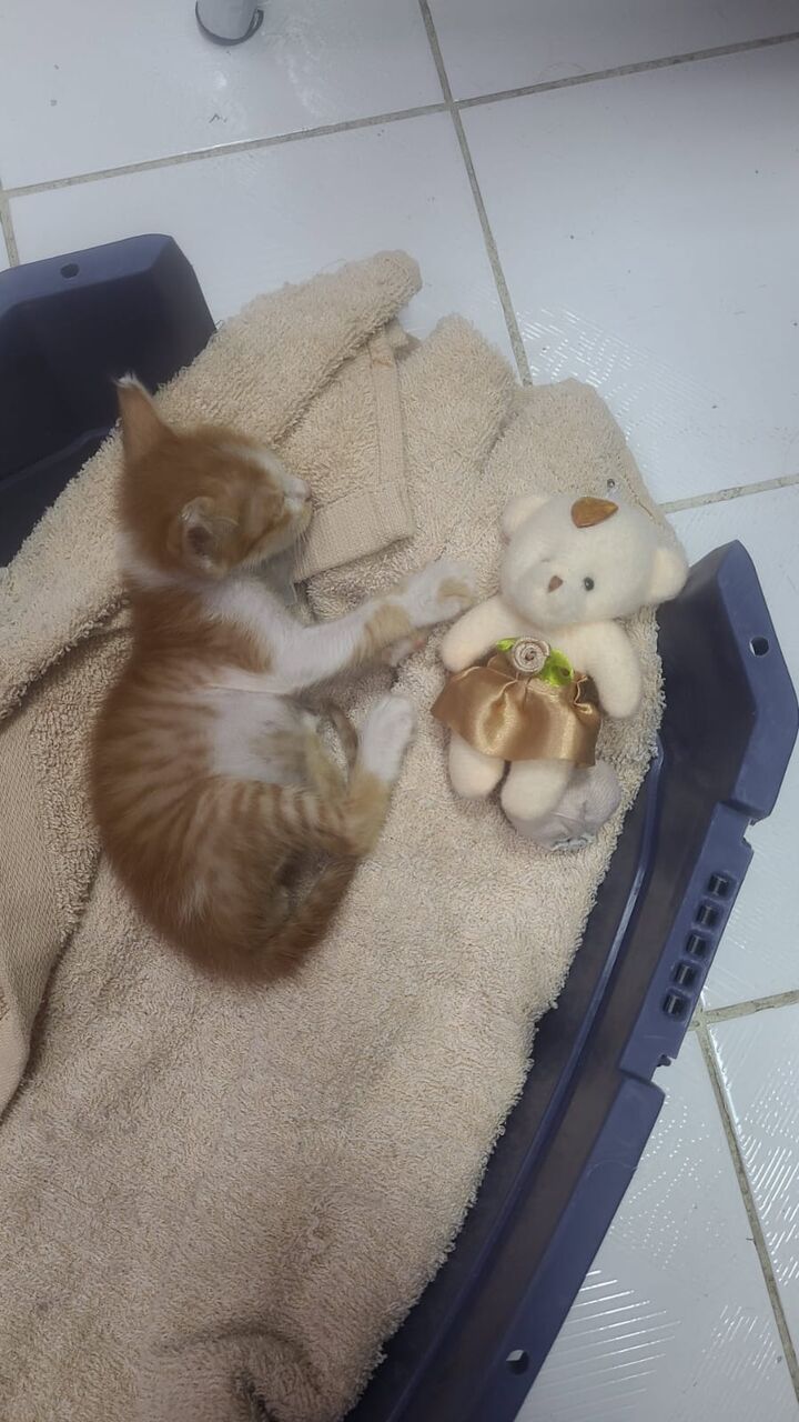 Al Nahda, Pet Adoption, Adorable, Orange Fur Baby To Steal Your Heart, Needs A Nice Home