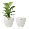 Fiberglass Pots For Outdoor Plants | JP Planters