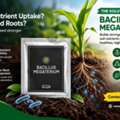 Struggling With Weak Soil Performance? Add Bacillus Megaterium To Your Program