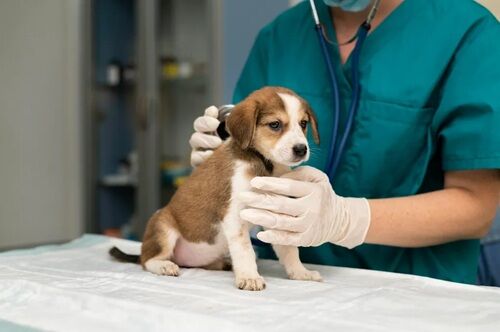 New York, Pet Sitting, Heidt Veterinary Hospital