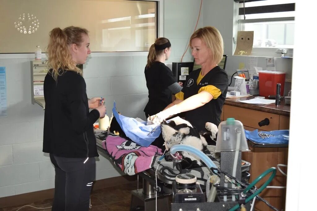 New York, Pet Sitting, Heidt Veterinary Hospital
