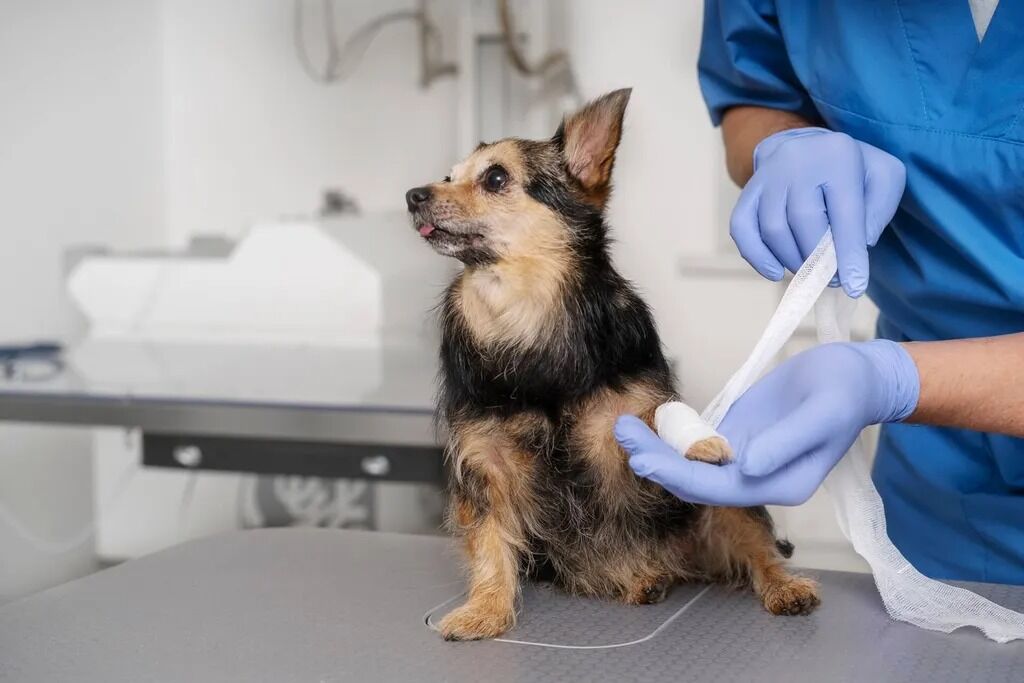 New York, Pet Sitting, Heidt Veterinary Hospital