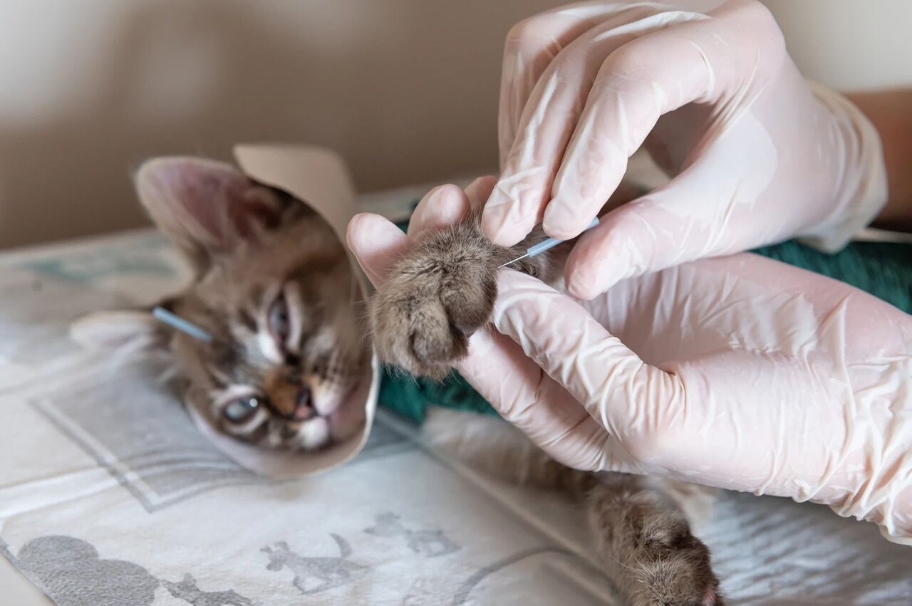 New York, Pet Sitting, Heidt Veterinary Hospital