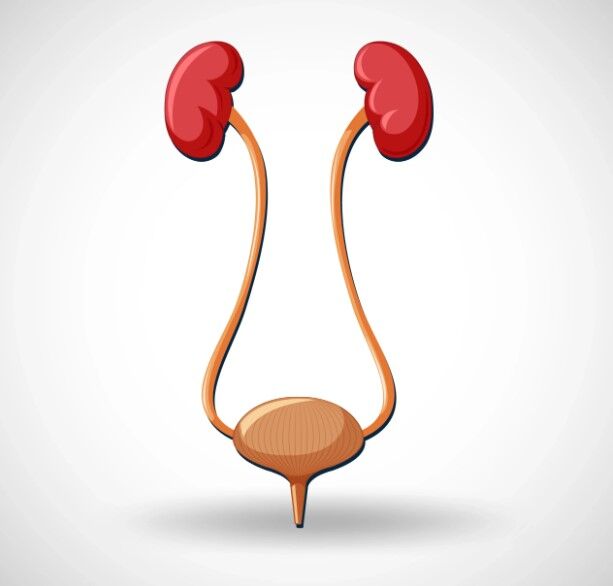 London, Health, Best Doctor For Non-Surgical Peyronie&rsquo;s Disease Management