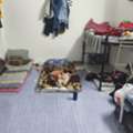 SAR 350/month,  2 Bed Space Available For Rent On Ground Floor