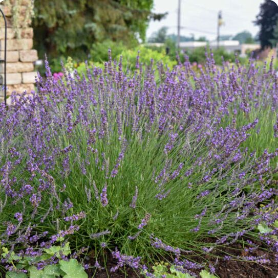 New York, Farm/Garden, Bring Natural Charm To Your Landscape With Phenomenal Lavender For Sale