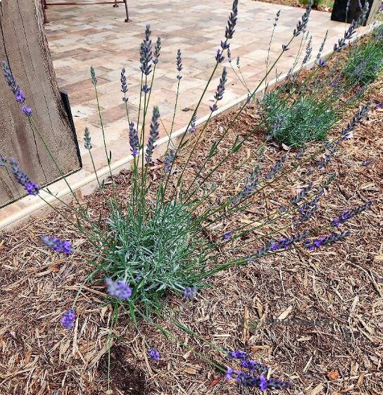 New York, Farm/Garden, Bring Natural Charm To Your Landscape With Phenomenal Lavender For Sale