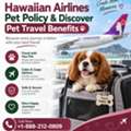 Hawaiian Airlines Pet Policy & Discover Pet Travel Benefits
