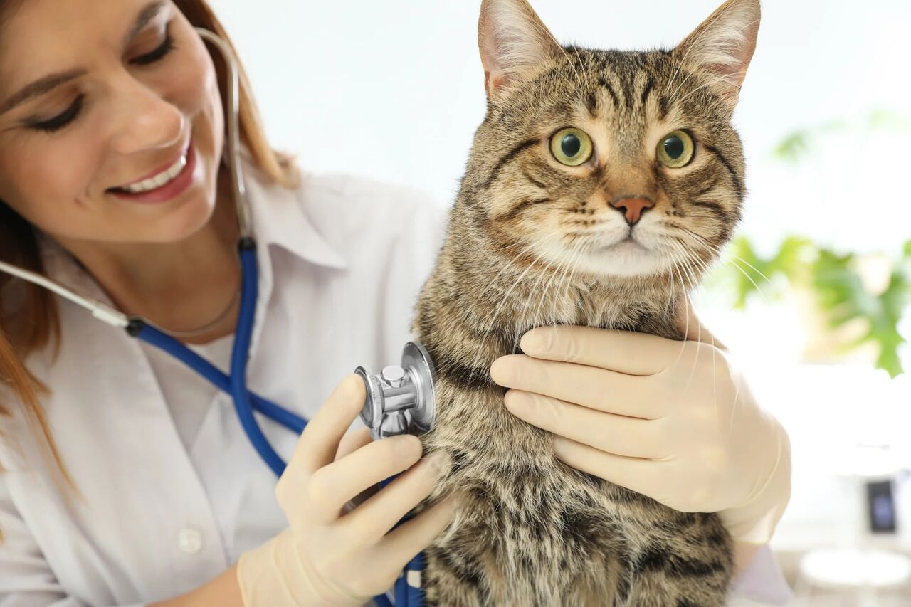 New York, Health, Lazy 3 Animal Care