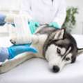 Trusted Pet Surgery In Richmond BC For Safe Veterinary Care